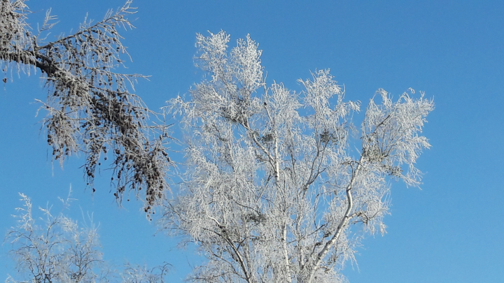 Birke im Winterkleid